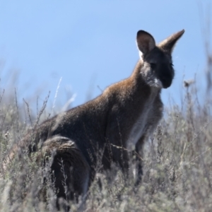 Notamacropus rufogriseus at Rendezvous Creek, ACT - 11 Aug 2024