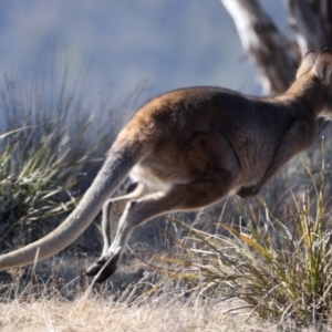 Notamacropus rufogriseus at Rendezvous Creek, ACT - 11 Aug 2024