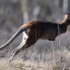 Notamacropus rufogriseus at Rendezvous Creek, ACT - 11 Aug 2024 11:15 AM