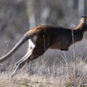 Notamacropus rufogriseus at Rendezvous Creek, ACT - 11 Aug 2024