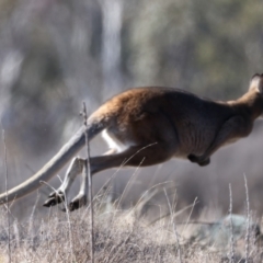 Notamacropus rufogriseus at Rendezvous Creek, ACT - 11 Aug 2024