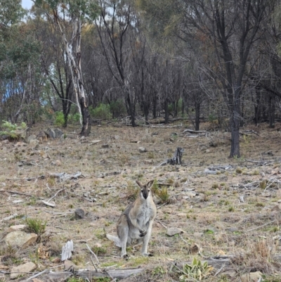 Notamacropus rufogriseus (Red-necked Wallaby) at Denman Prospect, ACT - 12 Aug 2024 by AaronClausen