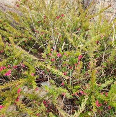 Grevillea sp. (Grevillea) at Lyons, ACT - 13 Aug 2024 by Saligram