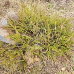 Grevillea sp. at Lyons, ACT - 13 Aug 2024 11:21 AM