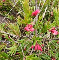 Grevillea sp. at Lyons, ACT - 13 Aug 2024 11:21 AM