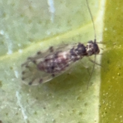 Psocodea 'Psocoptera' sp. (order) (Unidentified plant louse) at Russell, ACT - 12 Aug 2024 by Hejor1