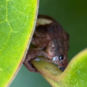 Gonipterus pulverulentus at Russell, ACT - 12 Aug 2024