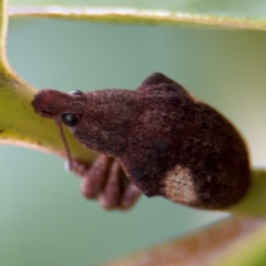 Gonipterus pulverulentus at Russell, ACT - 12 Aug 2024