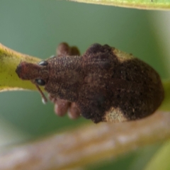 Gonipterus pulverulentus at Russell, ACT - 12 Aug 2024