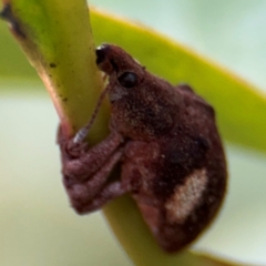 Gonipterus pulverulentus at Russell, ACT - 12 Aug 2024