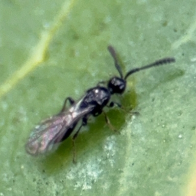 Diapriidae (family) (Diapriid wasp) at Russell, ACT - 12 Aug 2024 by Hejor1