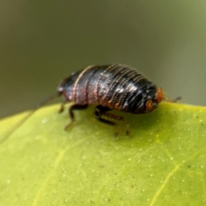 Ellipsidion australe at Russell, ACT - 12 Aug 2024