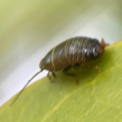 Ellipsidion australe at Russell, ACT - 12 Aug 2024