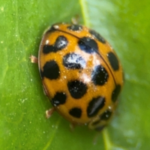 Harmonia conformis at Russell, ACT - 12 Aug 2024