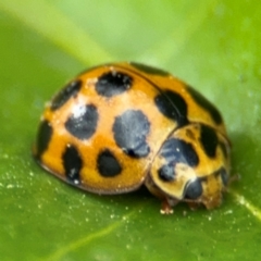 Harmonia conformis at Russell, ACT - 12 Aug 2024