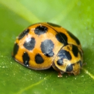 Harmonia conformis at Russell, ACT - 12 Aug 2024