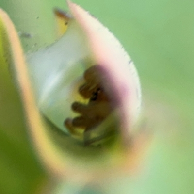 Cheiracanthium sp. (genus) at Russell, ACT - 12 Aug 2024 by Hejor1