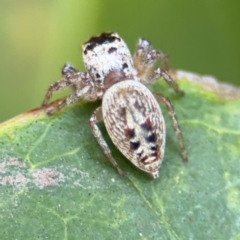 Opisthoncus grassator (Jumping spider) at Russell, ACT - 12 Aug 2024 by Hejor1