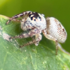 Opisthoncus grassator at Russell, ACT - 12 Aug 2024 01:22 PM