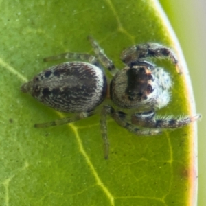 Opisthoncus sp. (genus) at Russell, ACT - 12 Aug 2024 01:24 PM