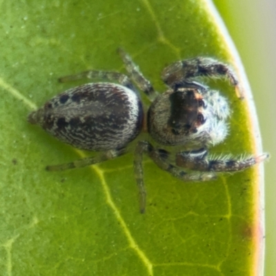 Opisthoncus sp. (genus) (Opisthoncus jumping spider) at Russell, ACT - 12 Aug 2024 by Hejor1