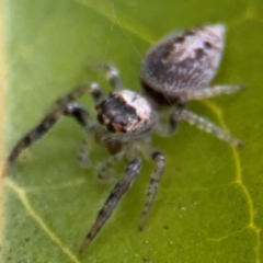 Opisthoncus sp. (genus) at Russell, ACT - 12 Aug 2024