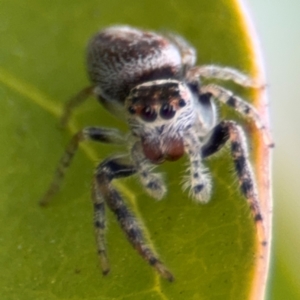 Opisthoncus sp. (genus) at Russell, ACT - 12 Aug 2024 01:24 PM