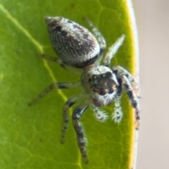 Opisthoncus sp. (genus) at Russell, ACT - 12 Aug 2024