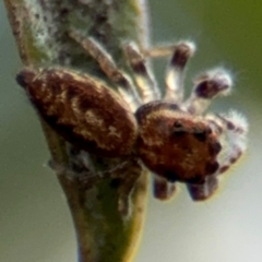 Opisthoncus sp. (genus) (Opisthoncus jumping spider) at Russell, ACT - 12 Aug 2024 by Hejor1