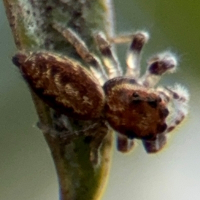 Opisthoncus sp. (genus) (Opisthoncus jumping spider) at Russell, ACT - 12 Aug 2024 by Hejor1