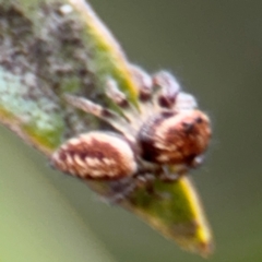 Opisthoncus sp. (genus) at Russell, ACT - 12 Aug 2024