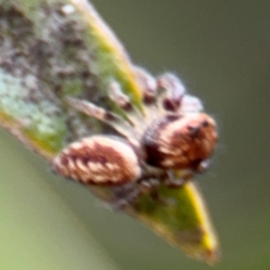 Opisthoncus sp. (genus) at Russell, ACT - 12 Aug 2024 01:23 PM