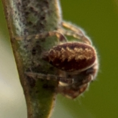 Opisthoncus sp. (genus) at Russell, ACT - 12 Aug 2024