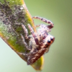 Opisthoncus sp. (genus) at Russell, ACT - 12 Aug 2024