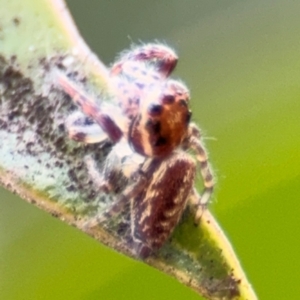 Opisthoncus sp. (genus) at Russell, ACT - 12 Aug 2024 01:23 PM