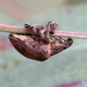 Gonipterus scutellatus at Russell, ACT - 12 Aug 2024