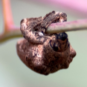 Gonipterus scutellatus at Russell, ACT - 12 Aug 2024