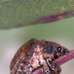 Gonipterus scutellatus at Russell, ACT - 12 Aug 2024