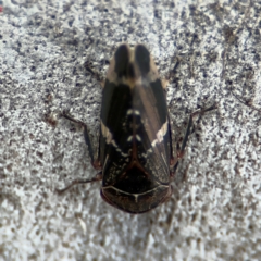 Eurypella tasmaniensis at Russell, ACT - 12 Aug 2024 01:41 PM