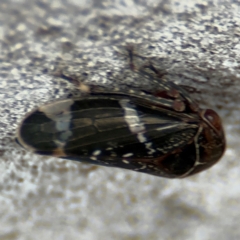 Eurypella tasmaniensis at Russell, ACT - 12 Aug 2024 01:41 PM