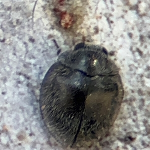 Coccinellidae (family) at Russell, ACT - 12 Aug 2024