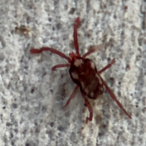 Erythraeidae (family) at Russell, ACT - 12 Aug 2024