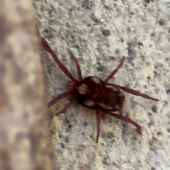 Erythraeidae (family) at Russell, ACT - 12 Aug 2024 01:44 PM