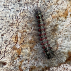 Anestia (genus) (A tiger moth) at Russell, ACT - 12 Aug 2024 by Hejor1