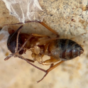 Camponotus sp. (genus) at Russell, ACT - 12 Aug 2024