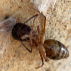 Camponotus sp. (genus) at Russell, ACT - 12 Aug 2024