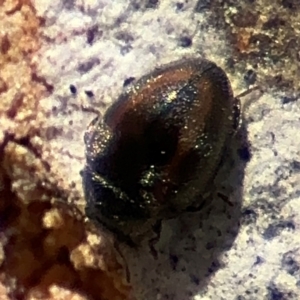 Coccinellidae (family) at Russell, ACT - 12 Aug 2024