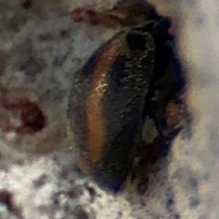 Coccinellidae (family) at Russell, ACT - 12 Aug 2024 01:47 PM