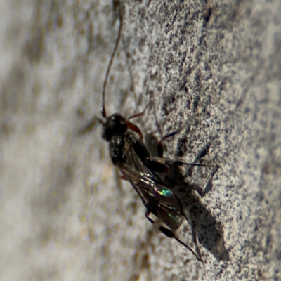 Ichneumonidae (family) at Russell, ACT - 12 Aug 2024 by Hejor1