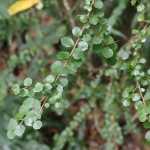 Pittosporum multiflorum at Twelve Mile Peg, NSW - 10 Aug 2024